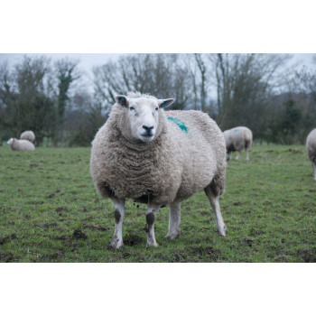 Sheep