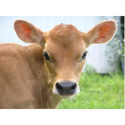 Study shows heat-treated colostrum performs better