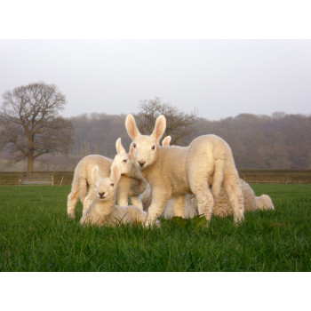 Lambing