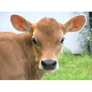 Other Calf Care Products (7)