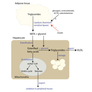 Ketosis (5)