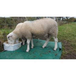 Baa-Mat - foot mat for sheep