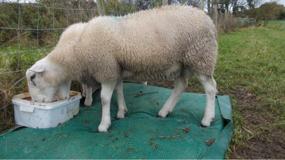 Baa-Mat - foot mat for sheep
