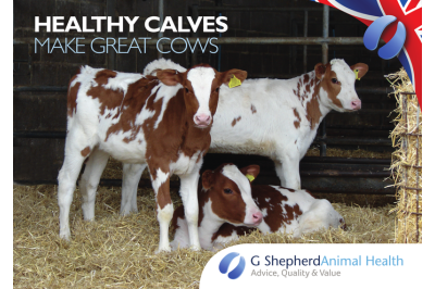 Celebrating 100 years of pasteurising milk for calves to improve health. Celebrating 100 years of pasteurising milk for calves to improve health.