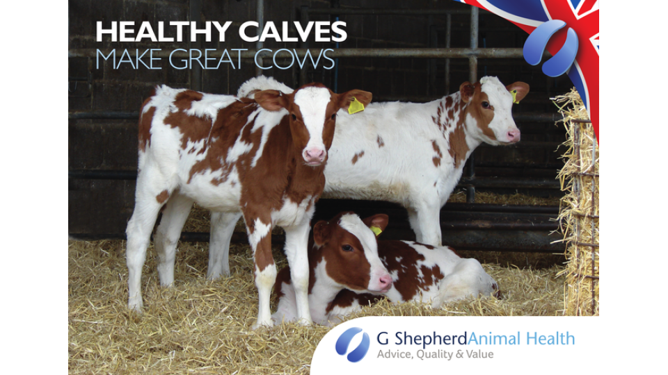 Celebrating 100 years of pasteurising milk for calves to improve health.
