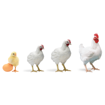 Pigs & Poultry