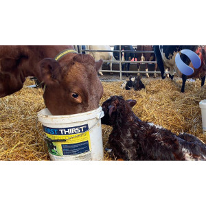The Best Start to a Great Lactation- Fresh Cow Care (16)