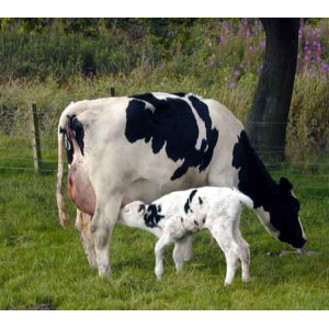 Healthy Calves Make Great Cows- Calf Health (3)