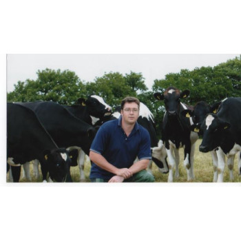 Cattle