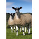 New Fluke drench for UK Sheep now generally available as a POM-VPS
