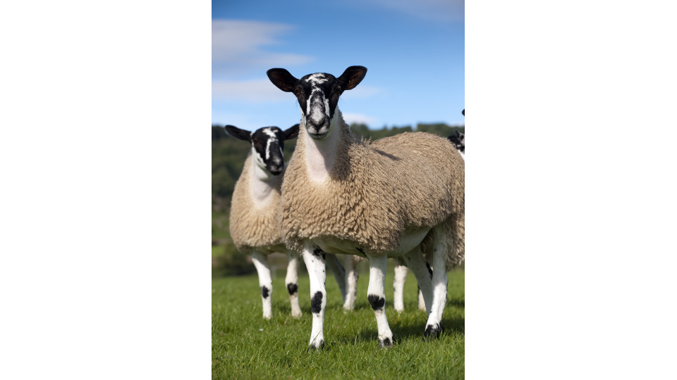 New Fluke drench for UK Sheep now generally available as a POM-VPS