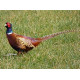 Protected Fatty Acids for Game Birds and the health benefits