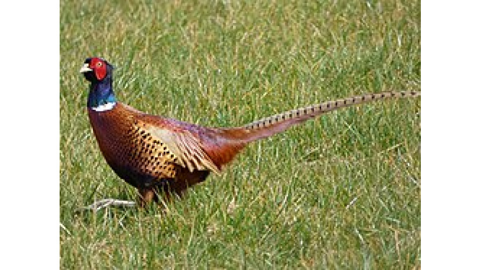 Protected Fatty Acids for Game Birds and the health benefits