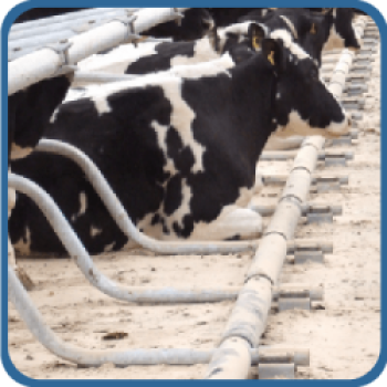 Cubicle & Bedding Hygiene
