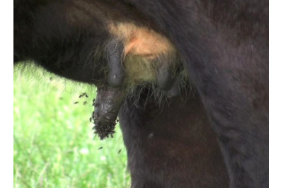 Summer mastitis- a horrible condition in dry cows and heifers