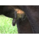Summer mastitis- a horrible condition in dry cows and heifers