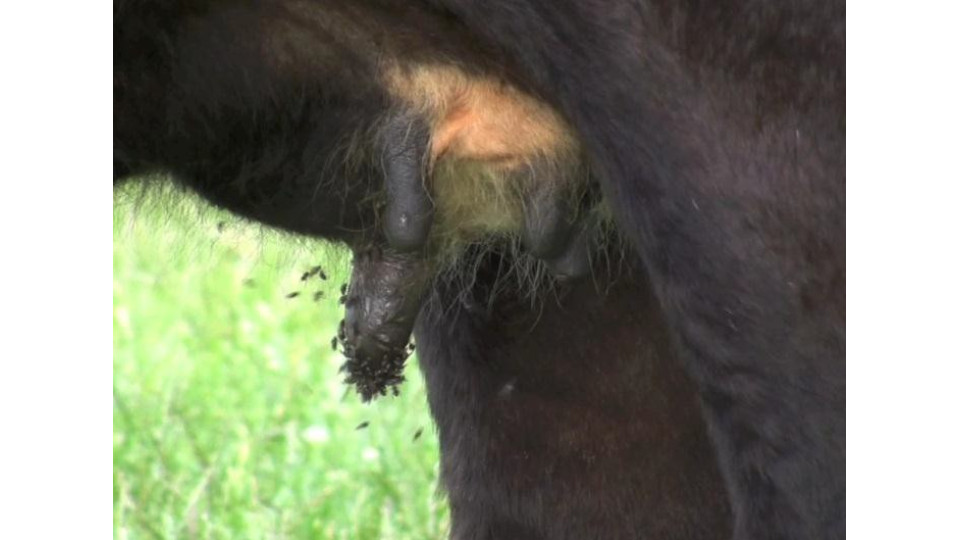 Summer mastitis- a horrible condition in dry cows and heifers