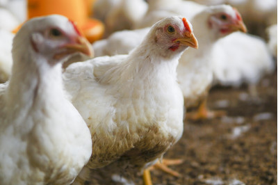Health benefits in Poultry & Game Birds from using protected fatty acids Health benefits in Poultry & Game Birds from using protected fatty acids