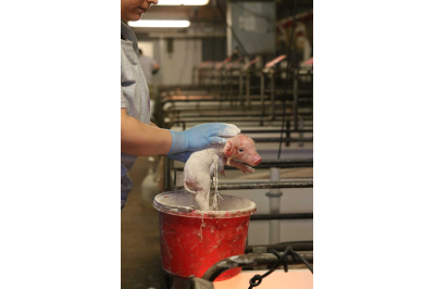 The Benefits of Applying Drying Powders to Newborn Piglets The Benefits of Applying Drying Powders to Newborn Piglets