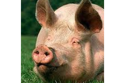Use of protected fatty acids in Pig health and nutrition Use of protected fatty acids in Pig health and nutrition
