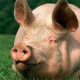 Use of protected fatty acids in Pig health and nutrition
