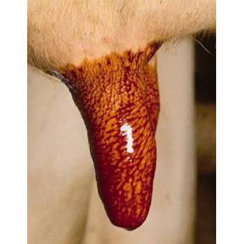 Udder Health & Dairy Hygiene